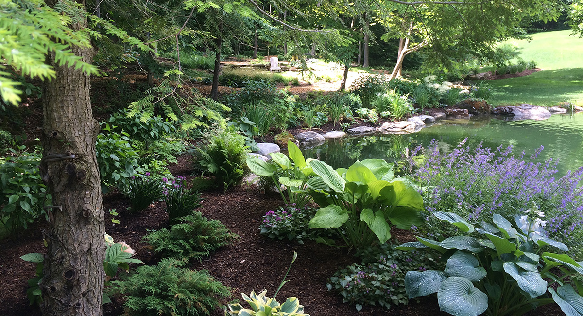 Forest and pond landscaping